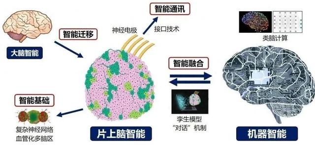 脑机接口再“进化”！我国研制成功全球首个