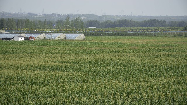 河南伊川：夏日田园好“丰”光