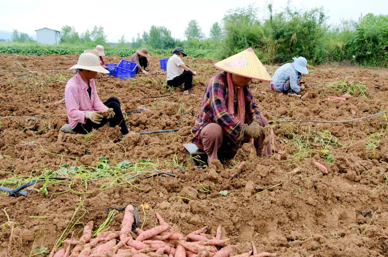 河南汝阳：红薯“抢鲜”上市